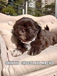Título do anúncio: Shihtzu macho chocolate confira 