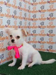 Título do anúncio: Chihuahua Filhotes