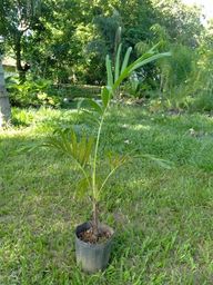Título do anúncio: Palmeira havaiana (veitchia)