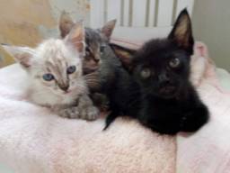 Título do anúncio: Gatos para doação. Ajudem a salvar uma vida!