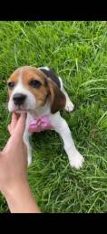 Título do anúncio: Lindos beagle com pedigree disponível 
