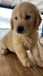 Título do anúncio: Golden retriever Labrador 