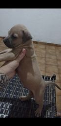 Título do anúncio: Filhote de American Pit Bull Terrier 