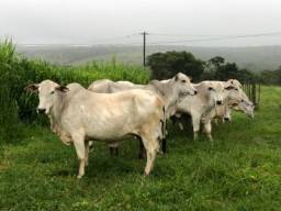 Título do anúncio: Vacas Nelore amojando de boi Senepol registrado 