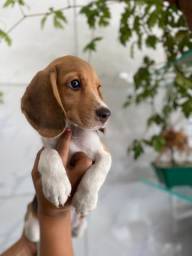 Título do anúncio: Filhote de beagle 13 polegadas vacinado, vermifugado e pedigree 