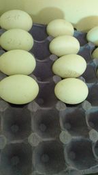 Título do anúncio: Ovos férteis de Marreca de Pequim