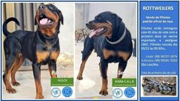 Título do anúncio: Filhotes de Rottweiler com pedigree