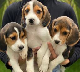 Título do anúncio: Beagle macho e fêmea disponível a pronta entrega 