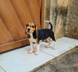 Título do anúncio: Lindo filhote de beagle mini de excelente linhagem - Canil Cruz e Costa (RJ)