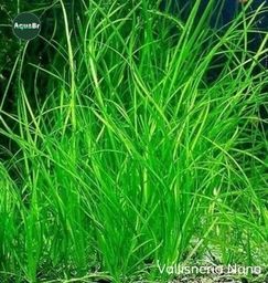 Título do anúncio: Valisneria Nana 6 Mudas Linda Planta Natural Aquário Nano Plantado