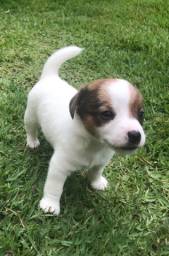 Título do anúncio: Filhotes de cachorros Jack Russel Terrier