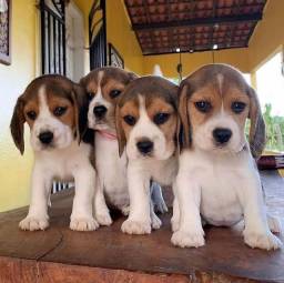 Título do anúncio: Promoção Belíssimos Filhotes de Beagle 
