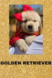 Título do anúncio: Golden retriever com pedigree e micro chip em até 12x