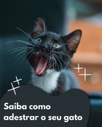 Título do anúncio: Adestramento de Gatos- O Guia para seu Gato ou Gata