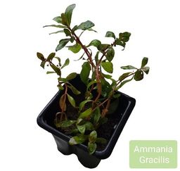 Título do anúncio: Ammania Gracilis Linda Planta Vermelha Aquario Plantado