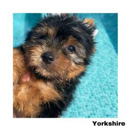 Título do anúncio: Yorkshire com pedigree e micro chip em até 12x