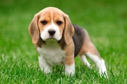 Título do anúncio: Lindo Beagle filhotinho
