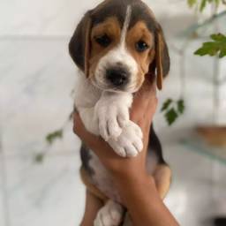 Título do anúncio: Filhote de beagle macho  vacinado vermifugado e pedigree 