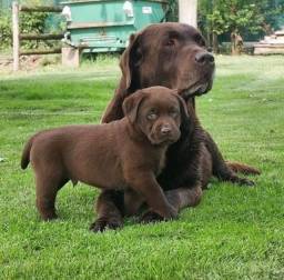 Título do anúncio: Filhotes de Labrador Maravilhosos na Promoção