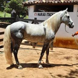 Título do anúncio: Cavalo MM Registrado Definitivo de Picado