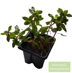 Título do anúncio: Ammania Senegalensis Linda Planta Natural Vermelha Aquario Plantado