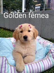 Título do anúncio: filhote de golden retriever fêmea