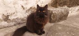 Título do anúncio: Gato persa preto lindo carinhoso Aceito cartão com acréscimo da máquina
