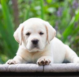 Título do anúncio: Promoção Filhotinhos de Labrador