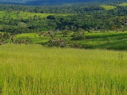 Título do anúncio: Fazenda 70 Alqueires Município de Santo Antônio do Descoberto-GO