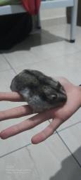 Título do anúncio: Hamster fofinho a venda./ phodopus campbelli