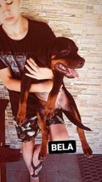 Título do anúncio: Filhote fêmea Rottweiler com pedigree 