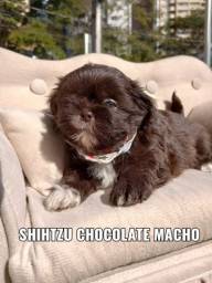 Título do anúncio: Lindo filhote de Shihtzu chocolate macho 