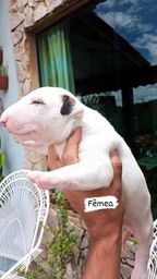 Título do anúncio: Bull Terrier Inglês Fêmea - Melhor Padrão Da Raça 