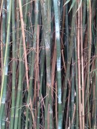 Título do anúncio: Bambu 
