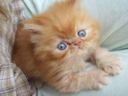Título do anúncio: gato persa filhote