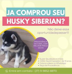 Título do anúncio: Husky Siberiano 