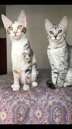 Título do anúncio: Doa- se duas gatinhas irmãs castradas e vacinadas.