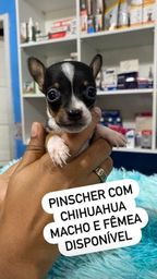 Título do anúncio: Pinscher com chihuahua vacinado vermifugado 