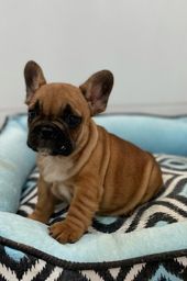 Título do anúncio: Bulldog Frances fêmea pequena e forte 