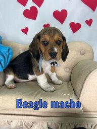 Título do anúncio: Beagle filhotes com vacina e microchip 
