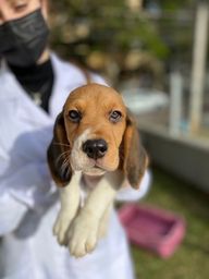 Título do anúncio: lindo filhote de beagle em promoção 