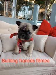 Título do anúncio: maravilhosos bulldog francês com garantia