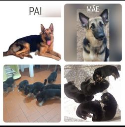 Anúncios | OLX Anúncios | OLX