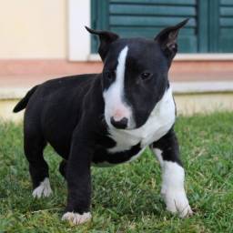 Título do anúncio: Bull Terrier Inglês Pirata/fulvo/tricolor/White e black brindler, machos e fêmeas