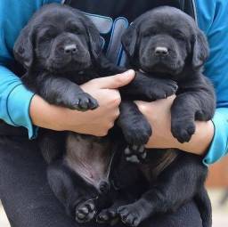 Título do anúncio: Promoção Belíssimos Filhotes de Labrador 