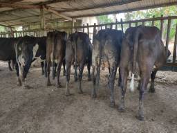Título do anúncio: Vendo vacas girolando de FIV 1/2 sangue