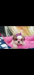 Linda shih tzu a pronta entrega 