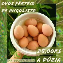 Título do anúncio: Ovos férteis de angolista 