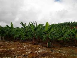 Título do anúncio: Mudas de Banana da Terra (Maranhão e Terrinha)