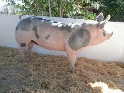 Título do anúncio: Porcos de Raça Granja Peru
